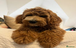 Australian Labradoodle dogs for sale: Australian Labradoodles RED&WHITE - Waiting list  - Image 7