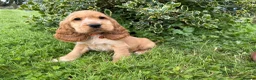 Cocker Spaniel dogs for sale: 🌟 Show Type + DNA tested 🌟 - Advert 7