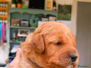 Cockapoo dogs Red cockapoo puppies (2 girls, 2 boys) - Advert 17