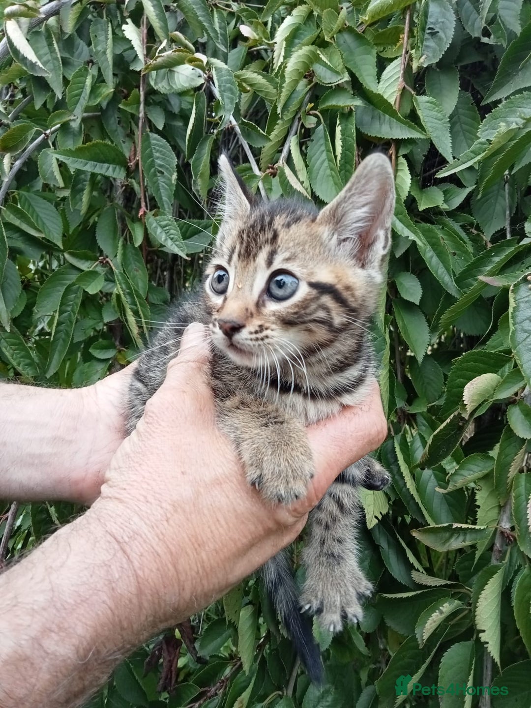 Mixed Breed cats for sale: 3/4 Bengal Kittens  - Image 12