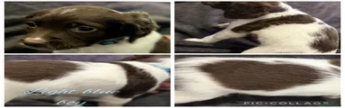English Springer Spaniel 4