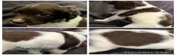 English Springer Spaniel dogs for sale: 7 stunning springer spaniels 🐾 - Advert 10