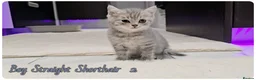 Scottish Fold cats for sale: Scotish fold kittens - Advert 15