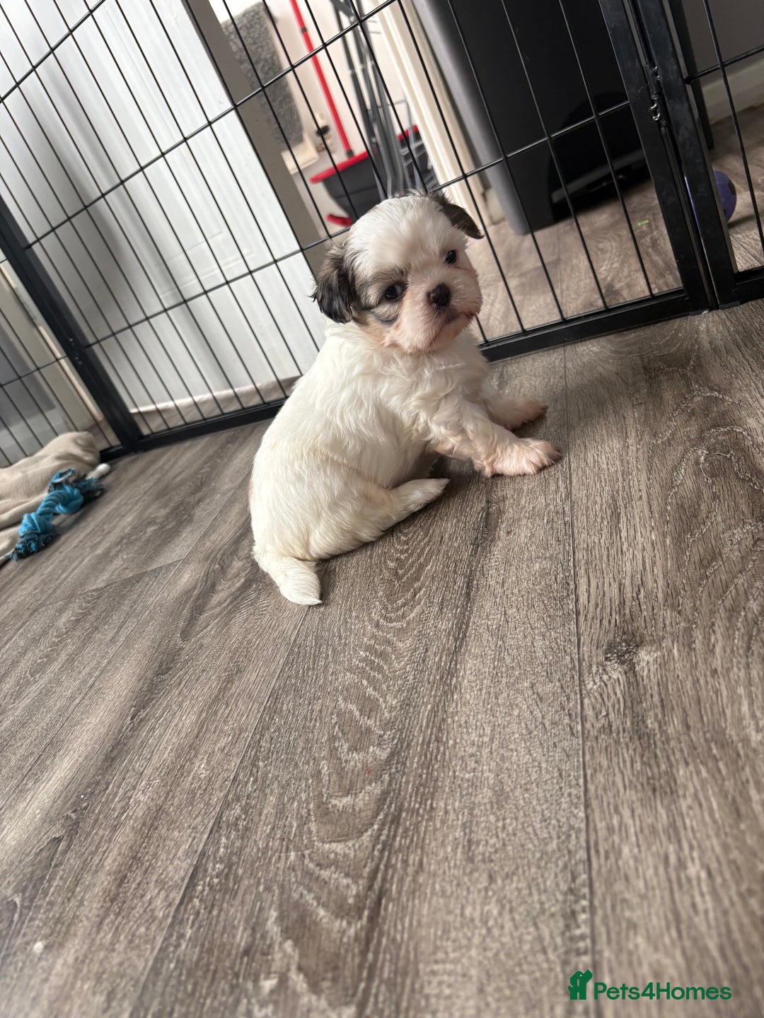 Shih Tzu dogs for sale: 4 Shih tzu girls  - Image 9
