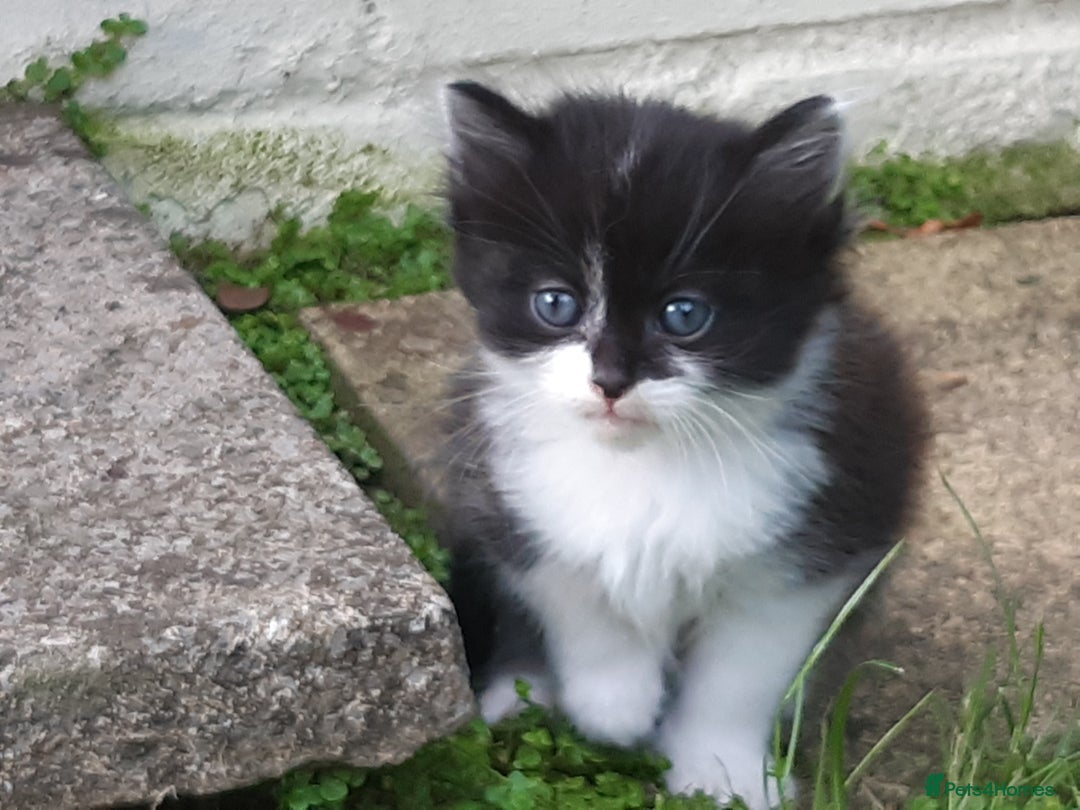 Mixed Breed cats for sale: 6 Kittens Available to take home today 😸  - Image 17