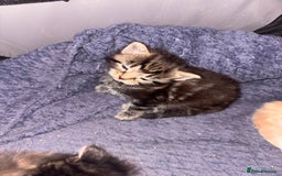 Domestic Shorthair cats for sale: Domestic short hair / long hair  - Image 6