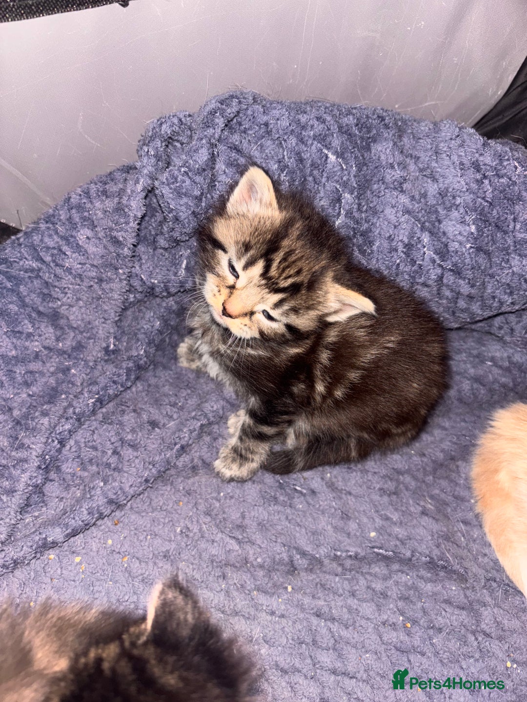 Domestic Shorthair cats for sale: Domestic short hair / long hair  - Image 6