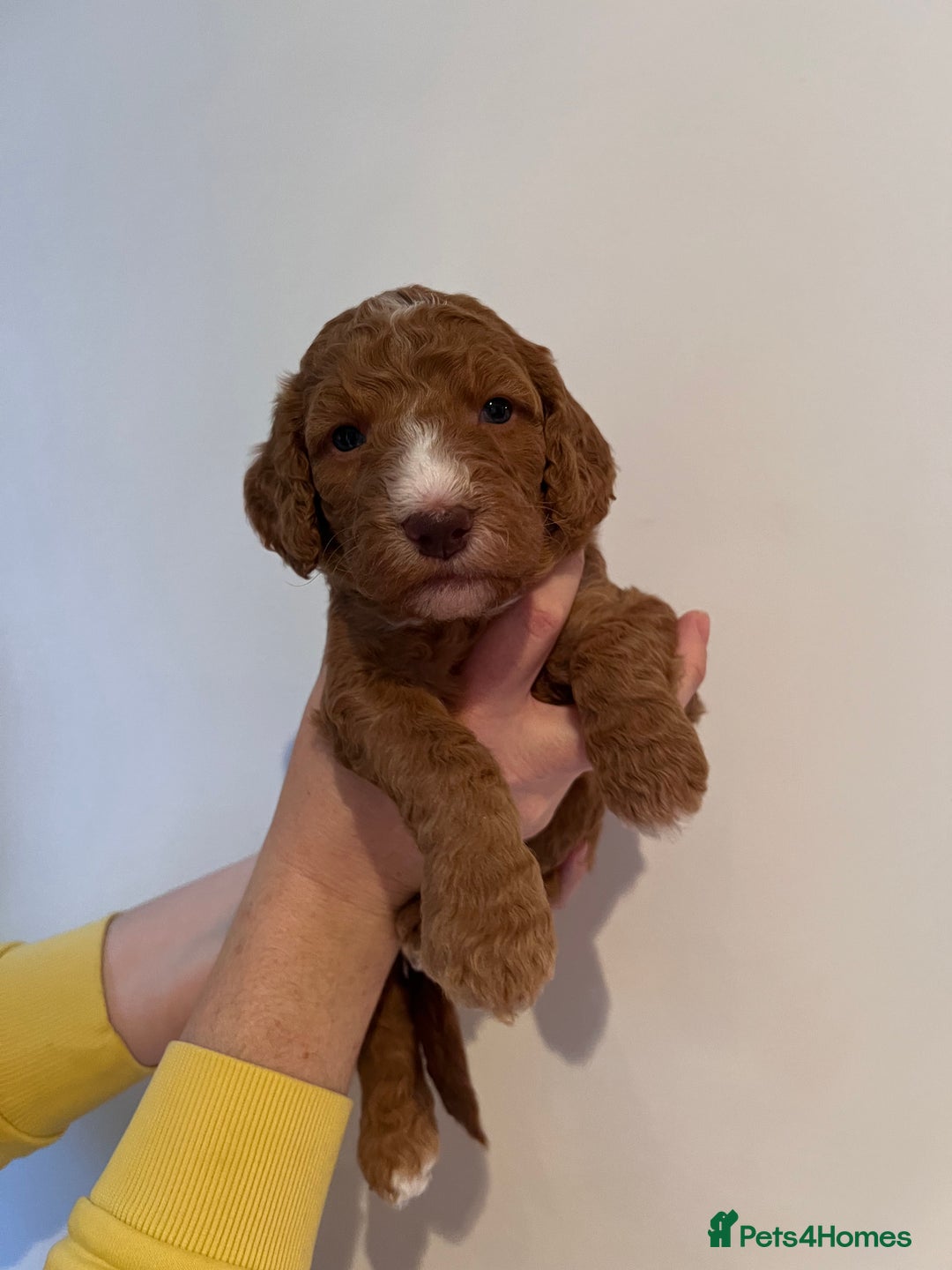 Cockapoo dogs for sale: Apricot F1B Cockapoo puppies - Advert 26