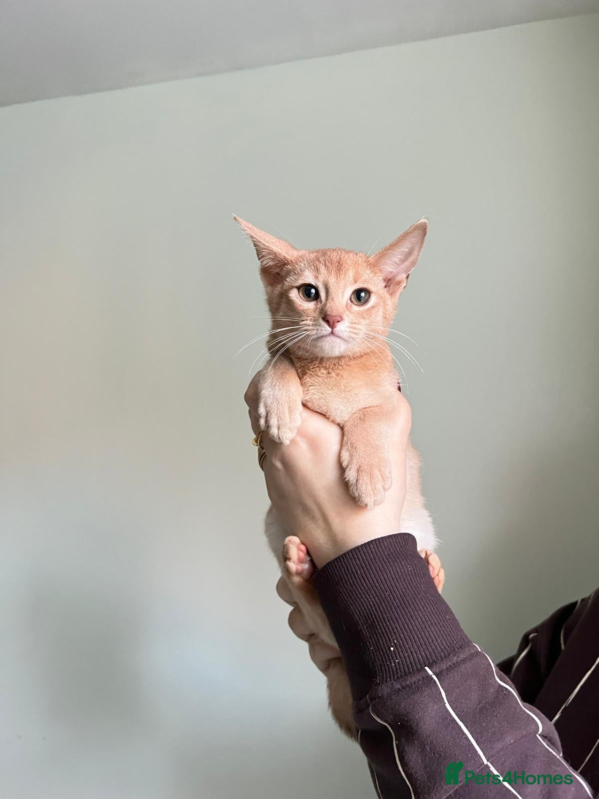 Abyssinian cats Tica registered Abyssinian kittens ready to leave  - Advert 1