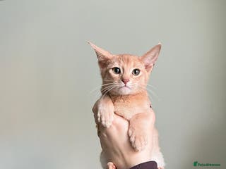 Abyssinian cats Pure pedigree fawn Abyssinian kittens 🐱 - Advert 3
