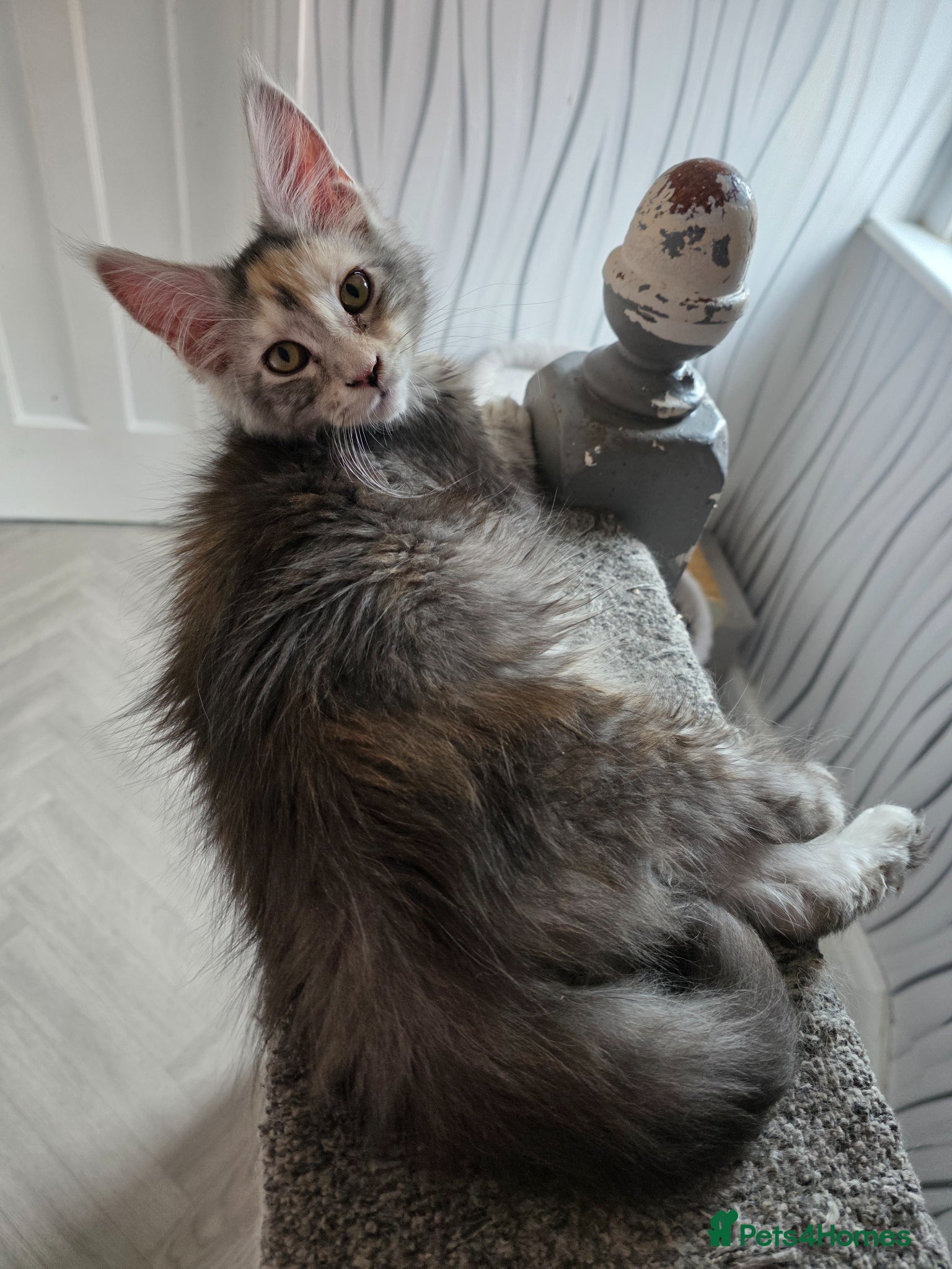 Maine Coon cats STUNNING MAINE COON KITTENS  - Advert 14