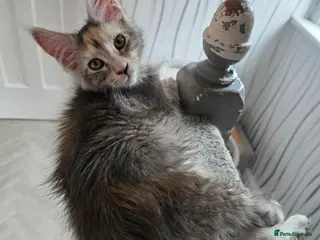 Maine Coon cats STUNNING MAINE COON KITTENS - Advert 14