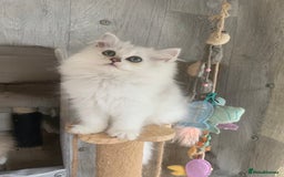 British Longhair cats for sale: BSH and BLH Silvers   in Bournemouth - Image 2