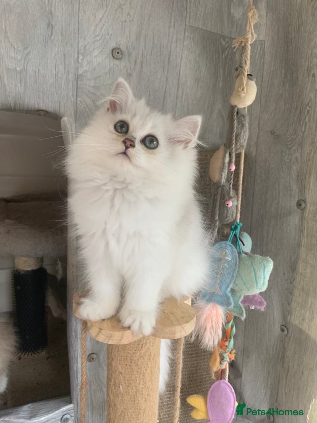 British Longhair cats for sale: BSH and BLH Silvers   in Bournemouth - Image 2