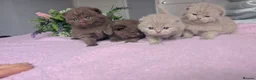 British Shorthair cats for sale: GCCF REGISTERED CHOCOLATE AND LILAC KITTENS - Advert 11