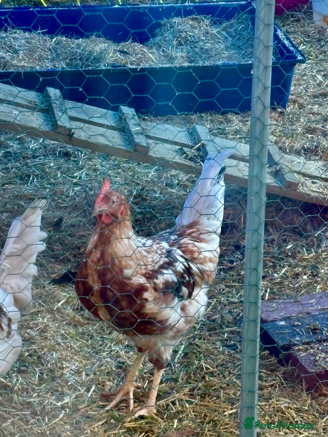 Chickens poultry for sale: friendly 12 week old cockerel  - Advert 4