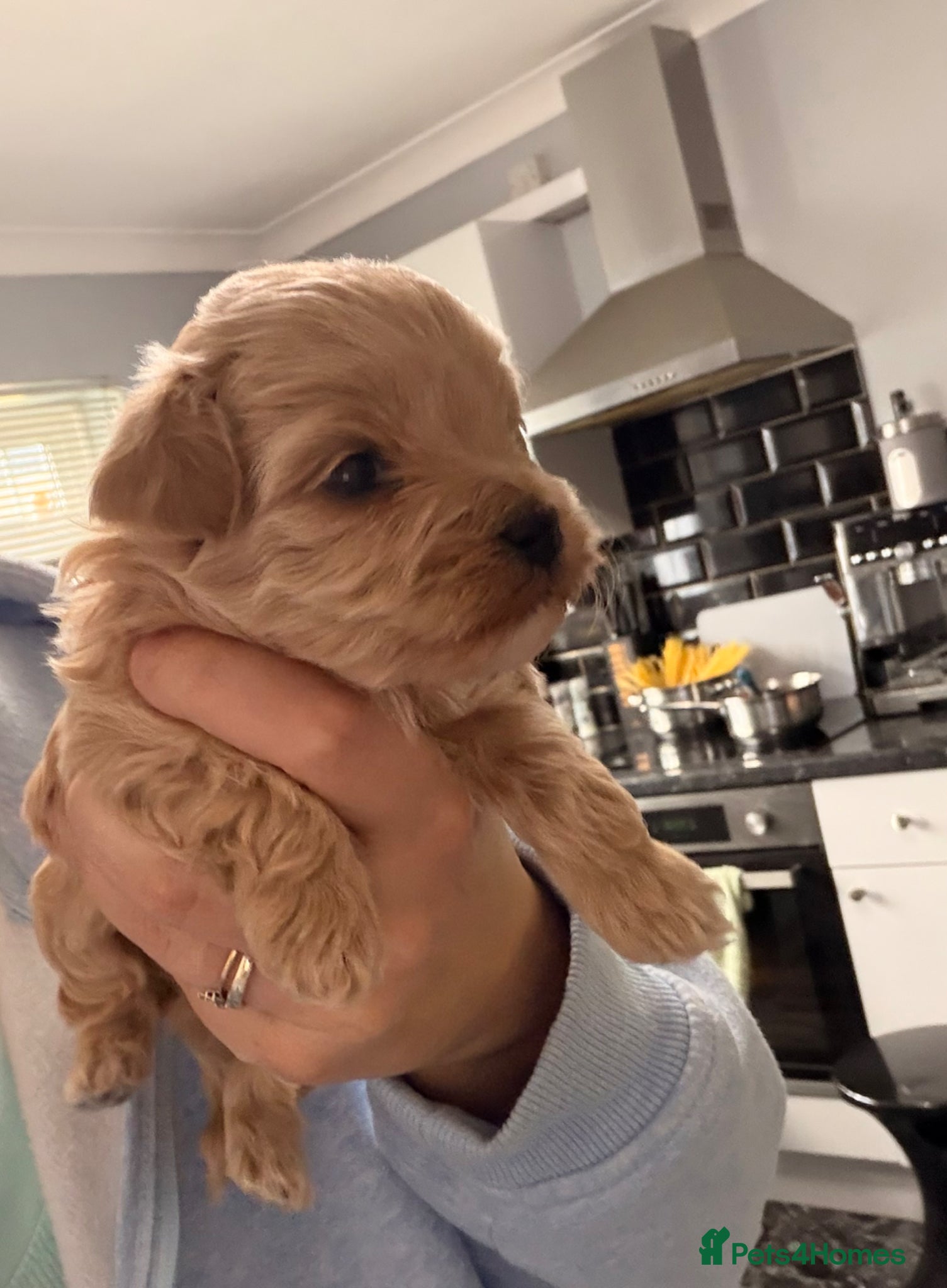 Maltipoo dogs f1 TOY maltipoos,parents dna health clear🏆blood - Advert 8