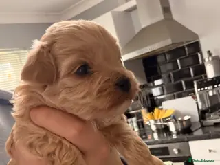 Maltipoo dogs f1 TOY maltipoos,parents dna health clear🏆blood - Advert 10