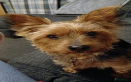 Yorkshire Terrier dogs for stud: Looking for yorkie stud  - Image 1