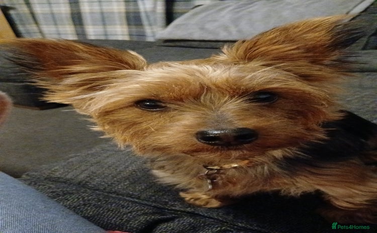 Yorkshire Terrier dogs - Advert 14