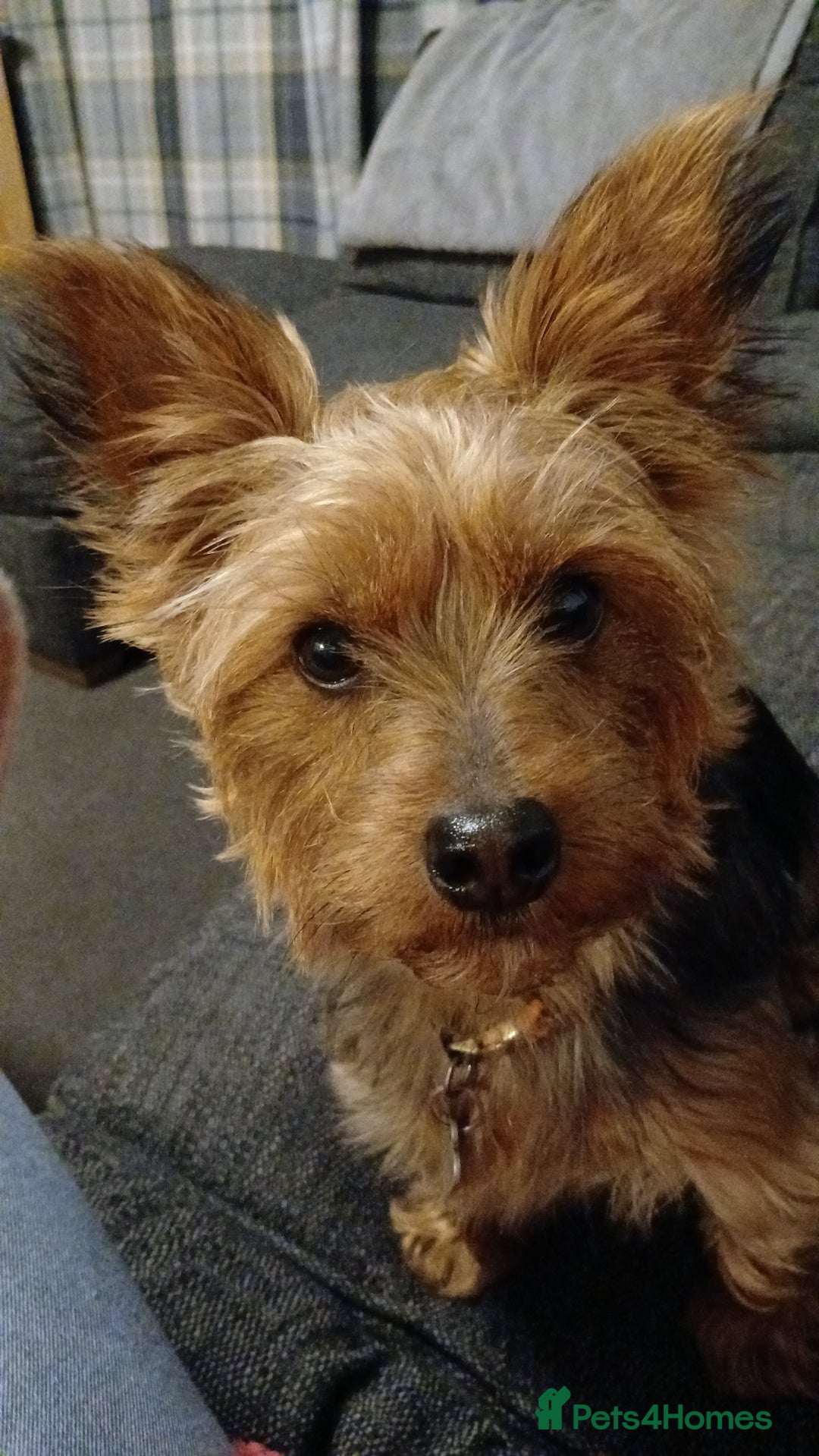 Yorkshire Terrier dogs for stud: Looking for yorkie stud  - Image 1