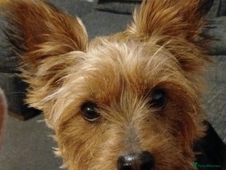 Yorkshire Terrier dogs - Advert 1