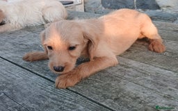 Labradoodle dogs for sale: Labradoodle pups for sale - Image 9