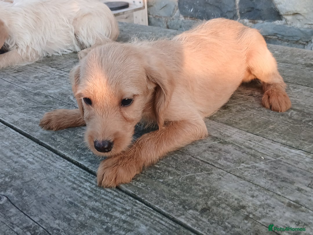 Labradoodle dogs for sale: Labradoodle pups for sale - Image 9