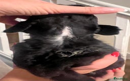 Mixed Breed dogs for sale: Meet our Beautiful Little Frockers ! - Image 14