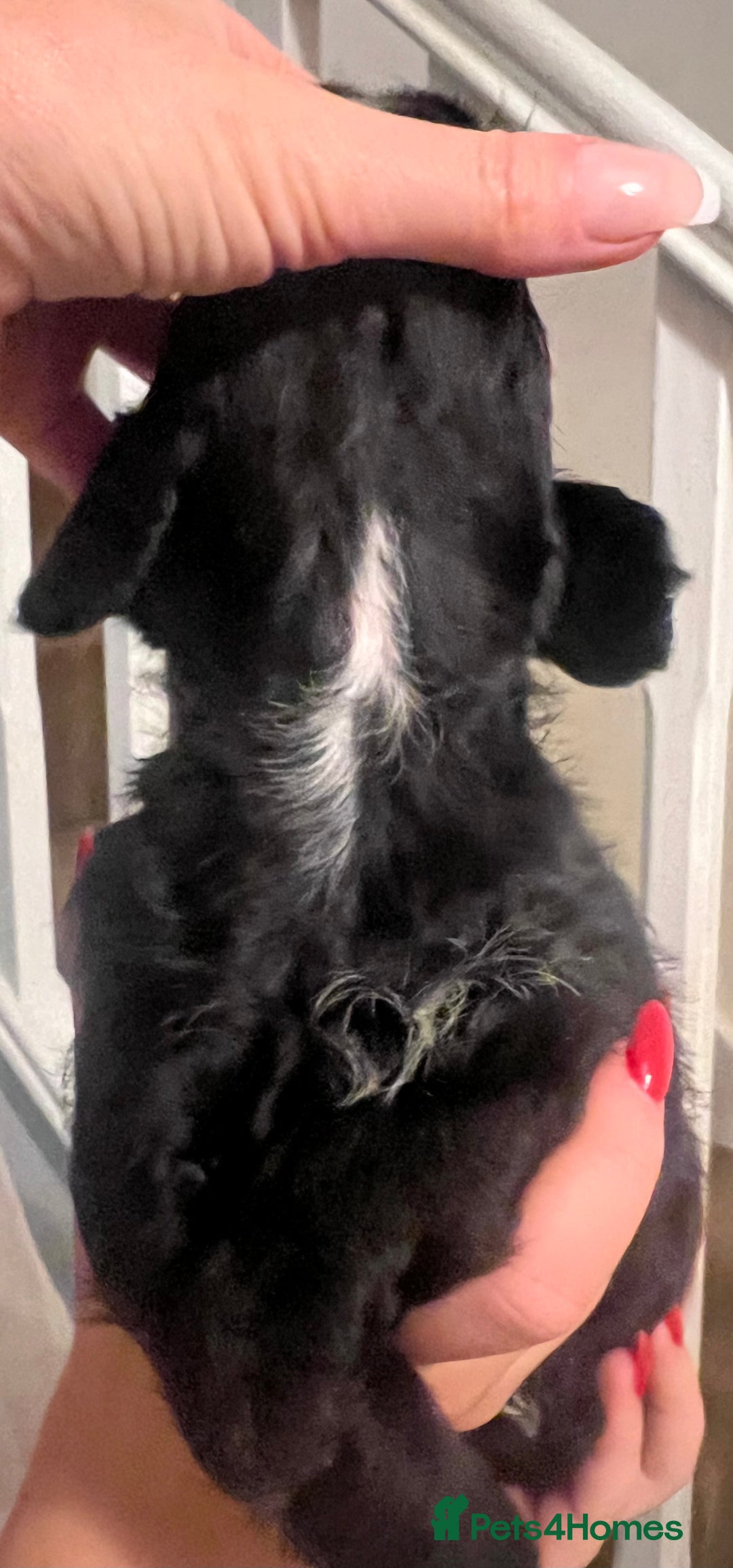 Mixed Breed dogs for sale: Meet our Beautiful Little Frockers ! - Image 14
