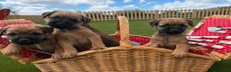 Border Terrier dogs for sale: Pure border terrier pups  - Advert 2