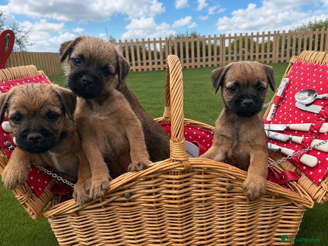 Border Terrier dogs for sale: Pure border terrier pups  - Advert 2