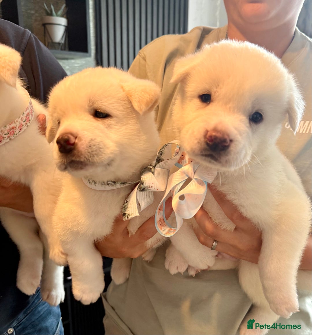 Akita dogs for sale: 4 Chunky American Akita puppies  - Image 4