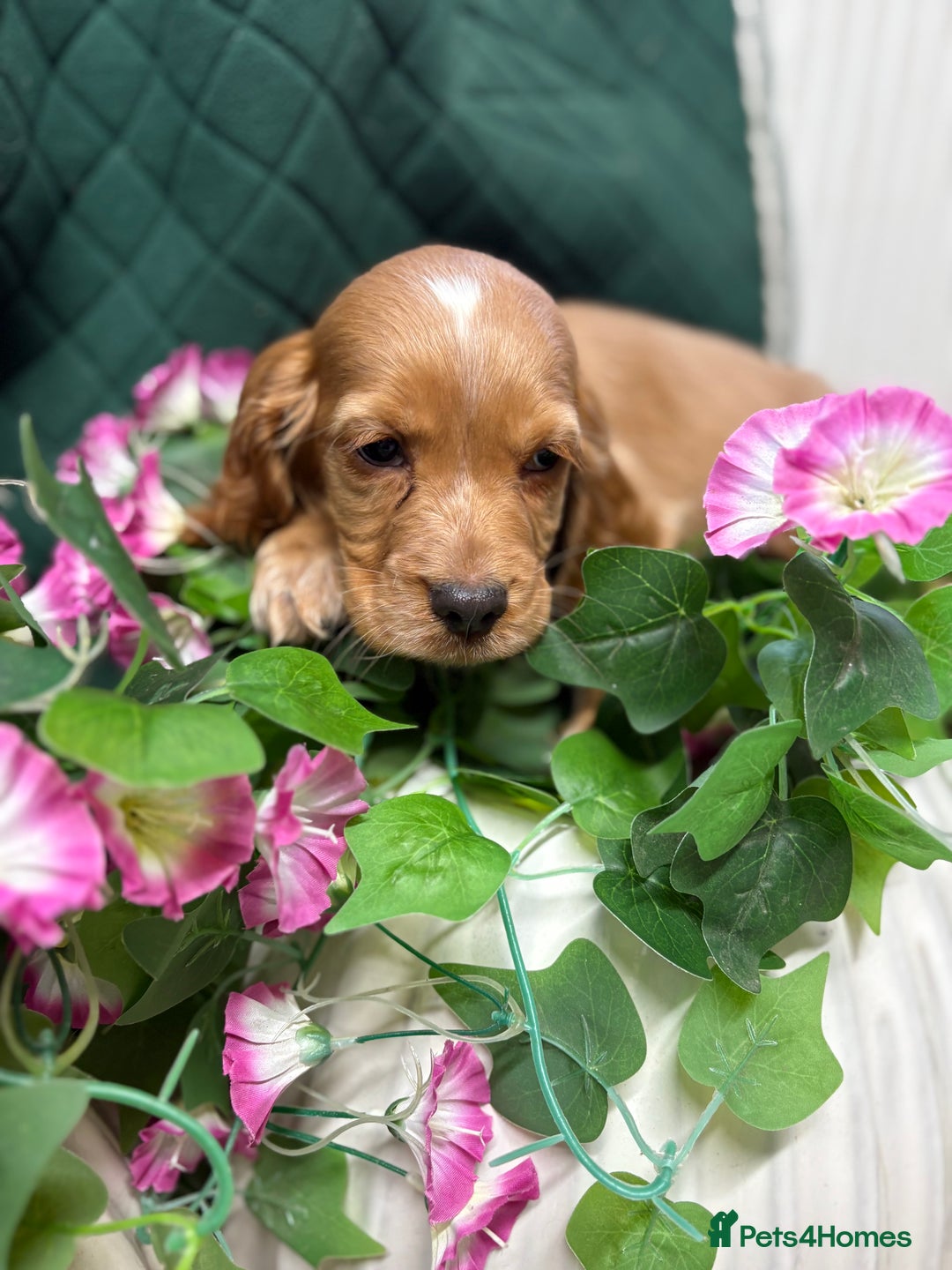 Cocker Spaniel dogs for sale: Show type cocker spaniels  - Advert 11