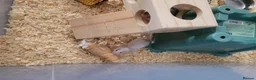 Mouse rodents for sale: Domestic/pet mice. in Bury - Advert 3