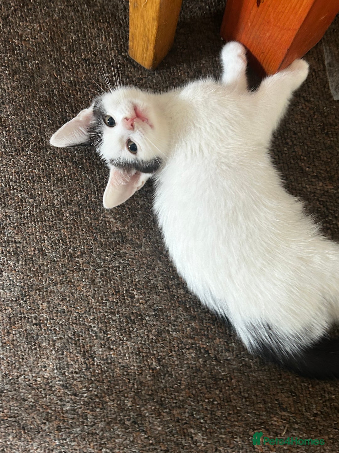 Domestic Shorthair cats for sale: 10 week old kittens - Image 3