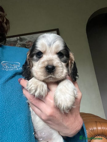 Cocker Spaniel dogs KC health tested hip scored Sable Roan Show Cocker - Advert 6