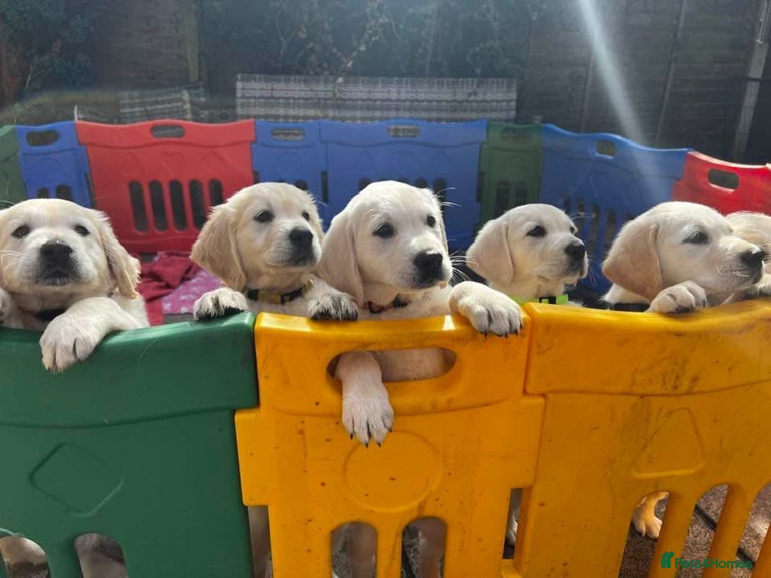 Goldador dogs for sale: Superb Goldador Puppies expected - Advert 13