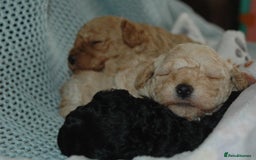 Toy Poodle dogs for sale: Toy Poodle  - Image 1