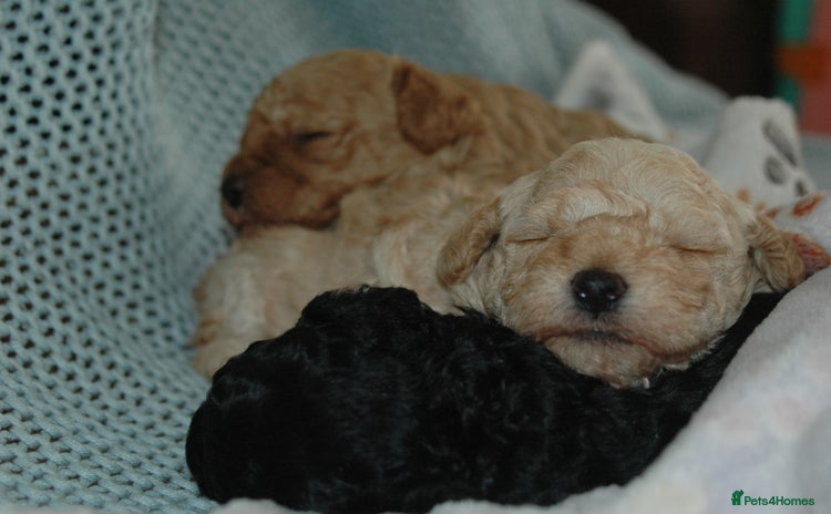 Toy Poodle dogs - Advert 4