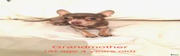 Chihuahua dogs for sale: Long-Haired Precious Tiny Chelsea Chihuahuas  - Advert 13