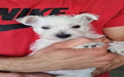 West Highland Terrier dogs for sale: TOP QUALITY WESTIE PUPPIES - Image 3