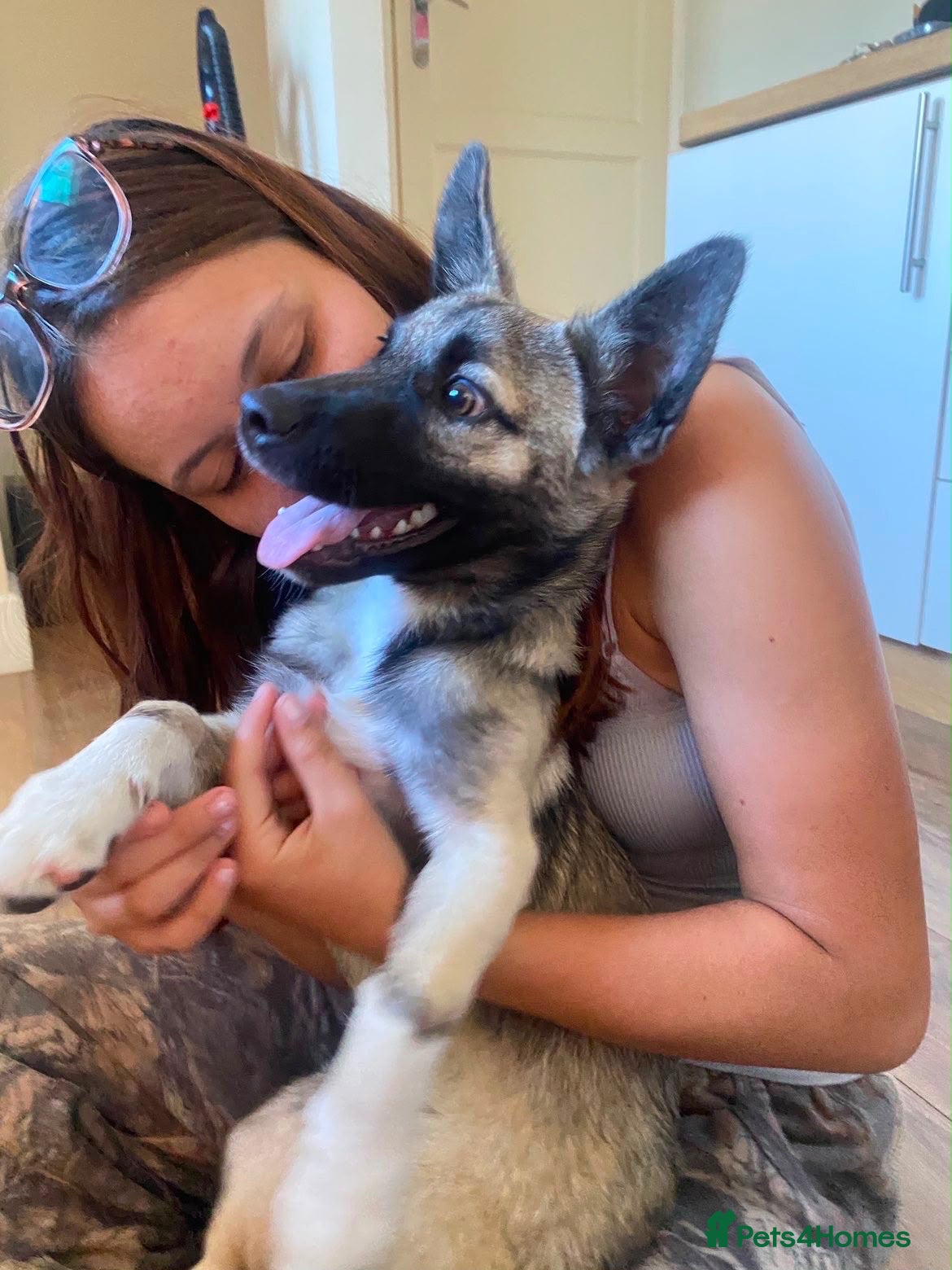 Mixed Breed dogs Reuben 💙 - Advert 13