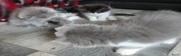 Persian cats for sale: Beautiful Ragdoll/Persian Kittens. - Advert 29