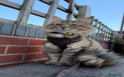 Siberian cats for sale: Stunning kittens  - Image 6