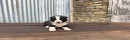 Border Collie dogs for sale: ISDS registered pups from amazing lines - Advert 11