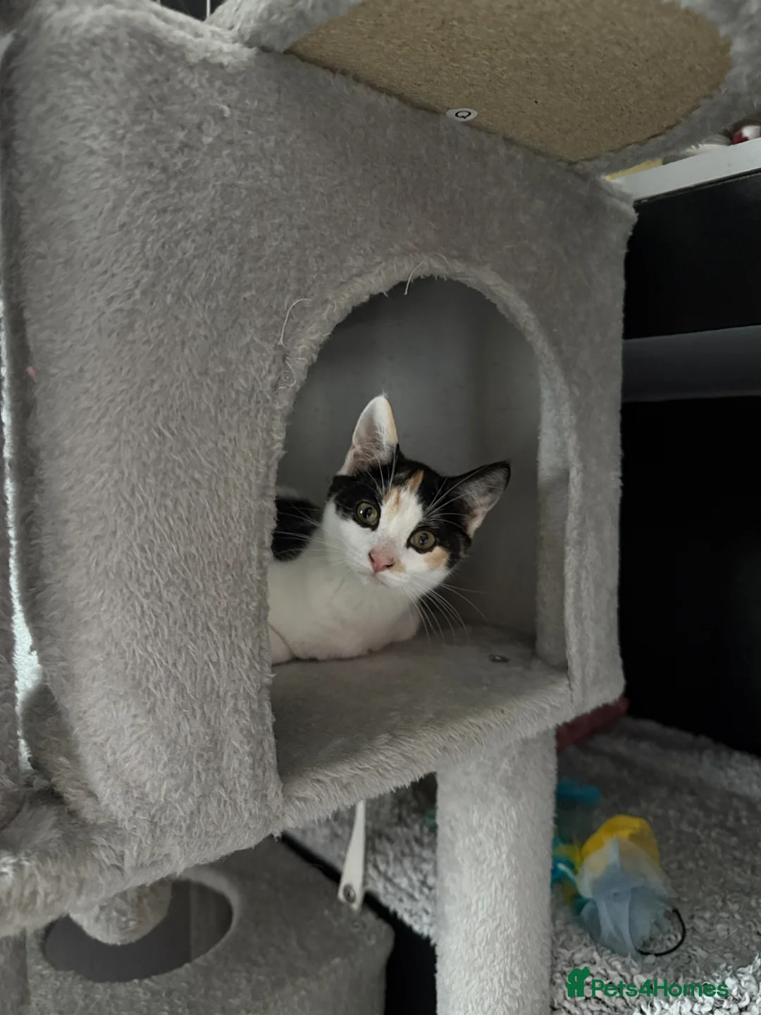 Mixed Breed cats for sale: Female kitten for sale  - Advert 2