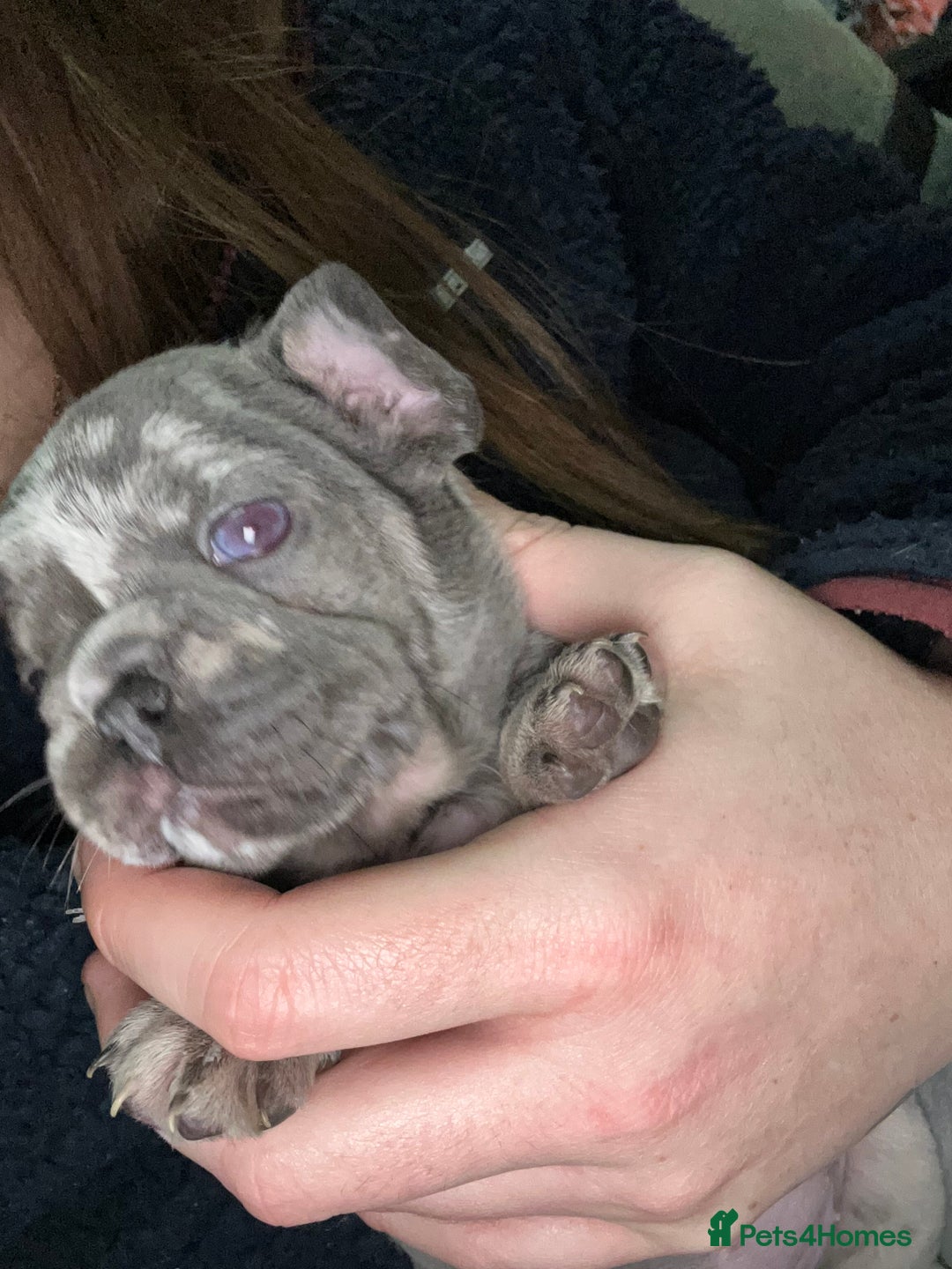 French Bulldog dogs for sale: French bulldogs pedigree - Advert 11