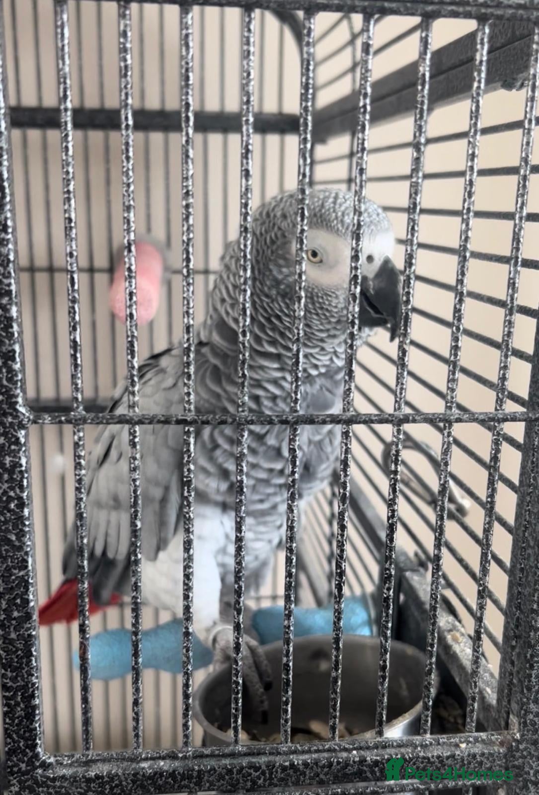 Parrots birds African grey parrots breeding pair - Advert 2