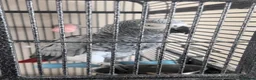 Parrots birds for sale: African grey parrots breeding pair in Maidstone - Advert 1